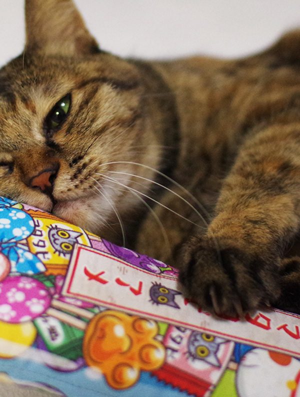 Best Japanese Cat Toys Your Cat Will Love on Amazon
