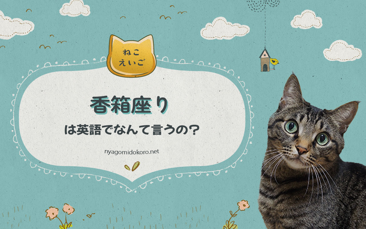 猫好きさん必見！SNSに使える【猫英語】おすすめフレーズ25選！ - 猫のおもちゃと猫グッズのお店 にゃごみ処