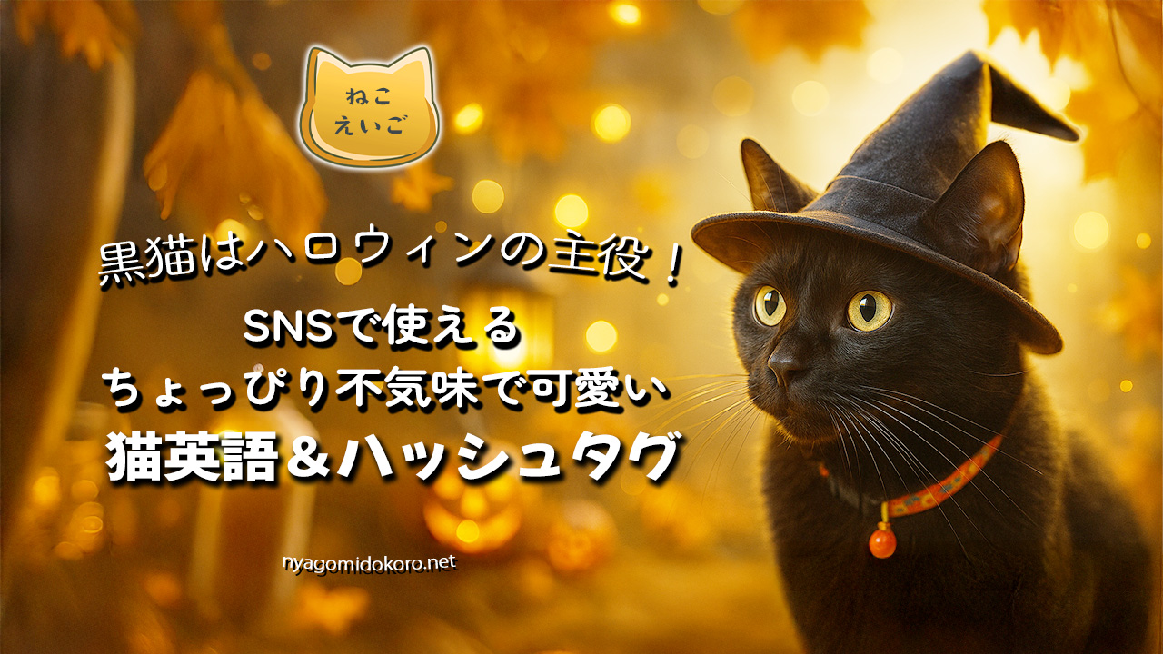 黒猫はハロウィンの主役！SNSで使えるちょっぴり不気味で可愛い猫英語 